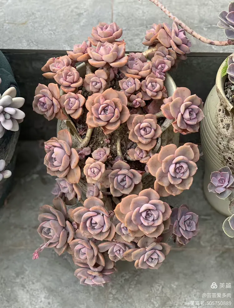 帕比玫瑰,一年四季红红火火好喜庆